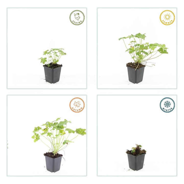 40x Hardy Geranium Czakor - Magenta Pink Ground Cover - 9cm Pots