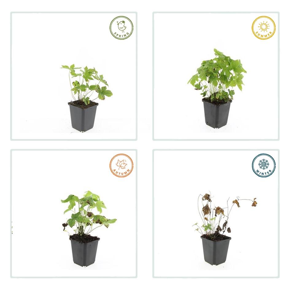 40x Geranium Nodosum - Hardy Purple Cranesbill - 10-25cm - 9cm Pot