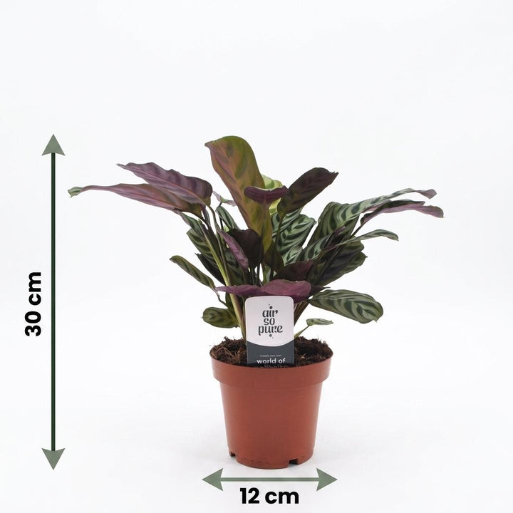 Ctenanthe Burle Marxii - Fishbone Prayer Plant - 4 Plants - Pot 12cm - Hoogte - 30cm