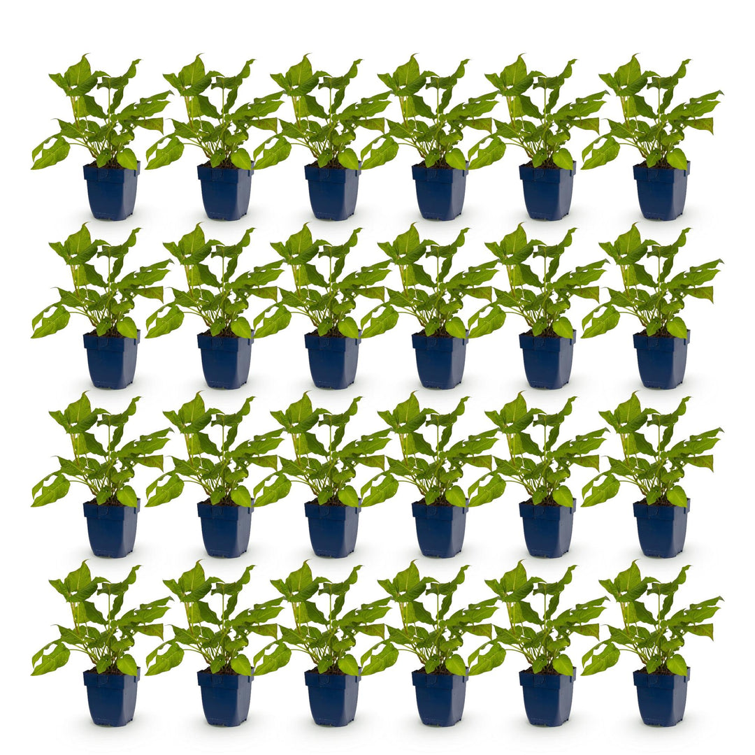24 Persicaria amplexicaulis plants in 11cm pots, 15-25cm tall - view 2