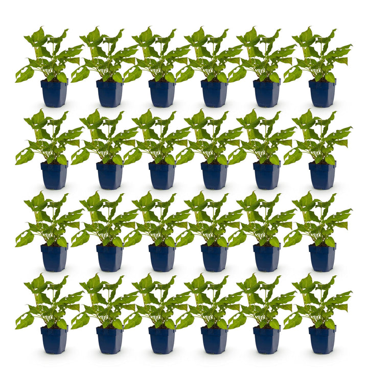 24 Persicaria amplexicaulis plants in 11cm pots, 15-25cm tall - view 2