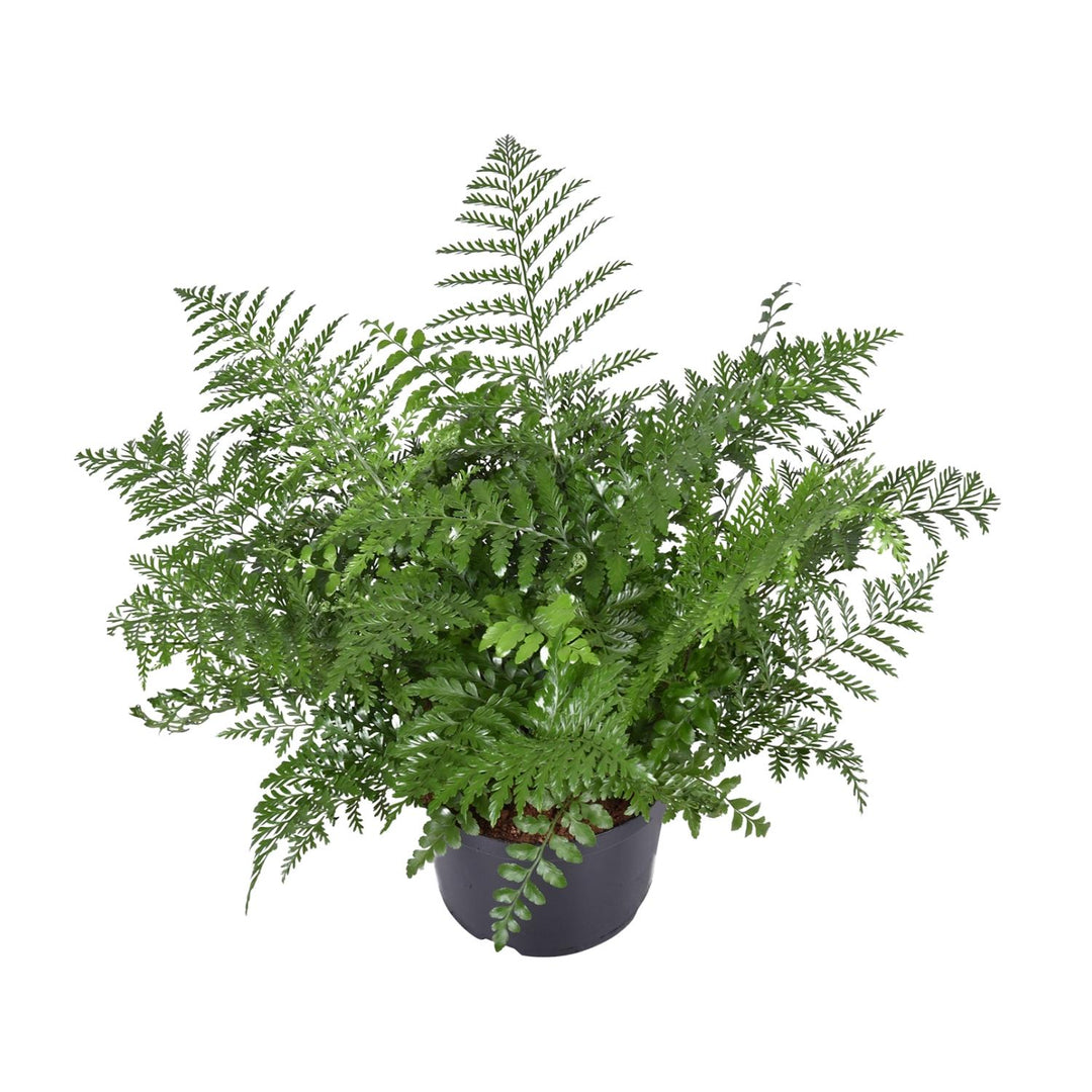 Asplenium Parvati Fern 55cm - Low Light Houseplant Ø23cm Pot