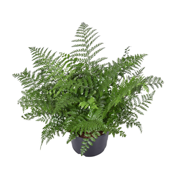 Asplenium Parvati Fern 55cm - Low Light Houseplant Ø23cm Pot