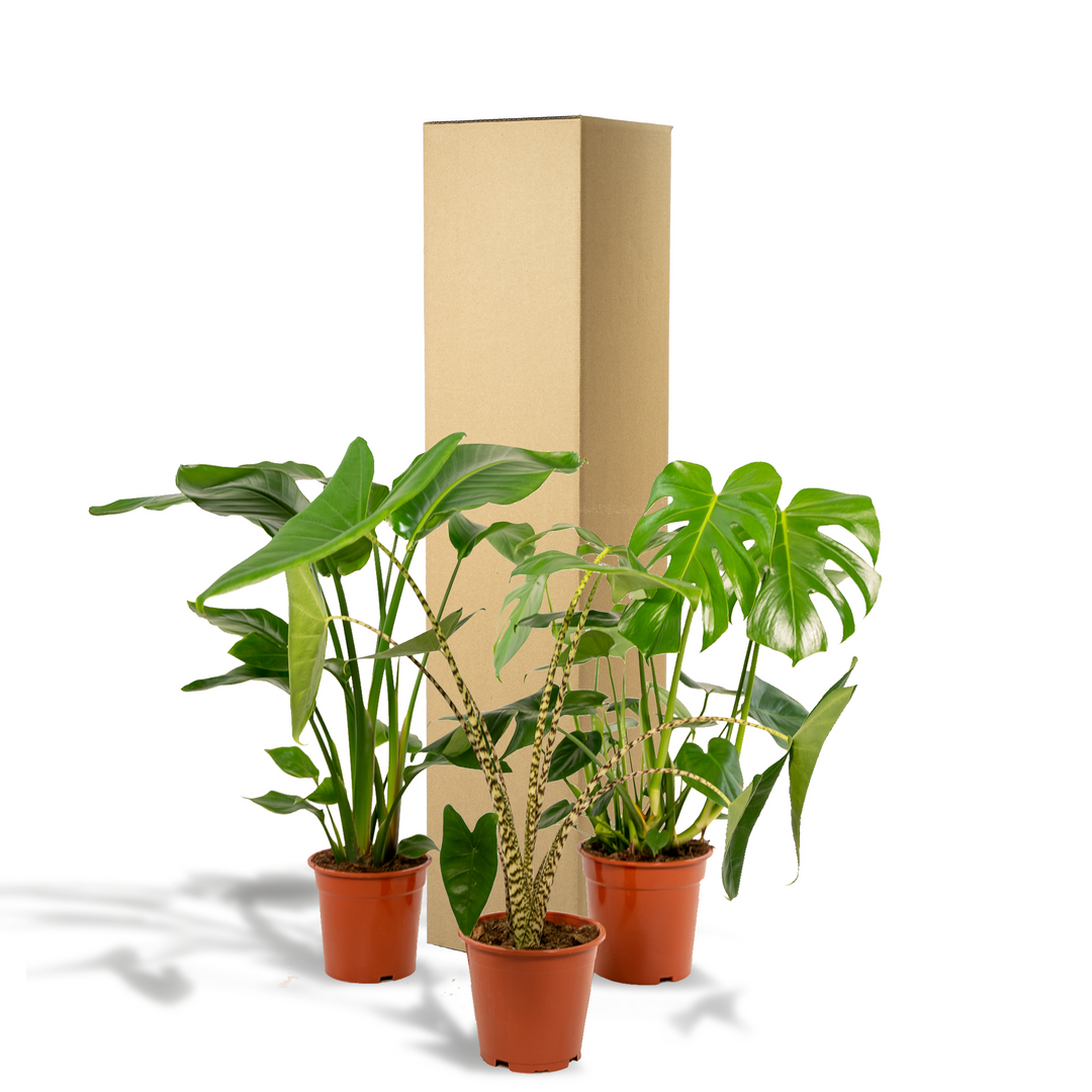 Tropical Trio: Monstera, Alocasia & Strelitzia – Fresh, Air-Purifying & Easy Care!