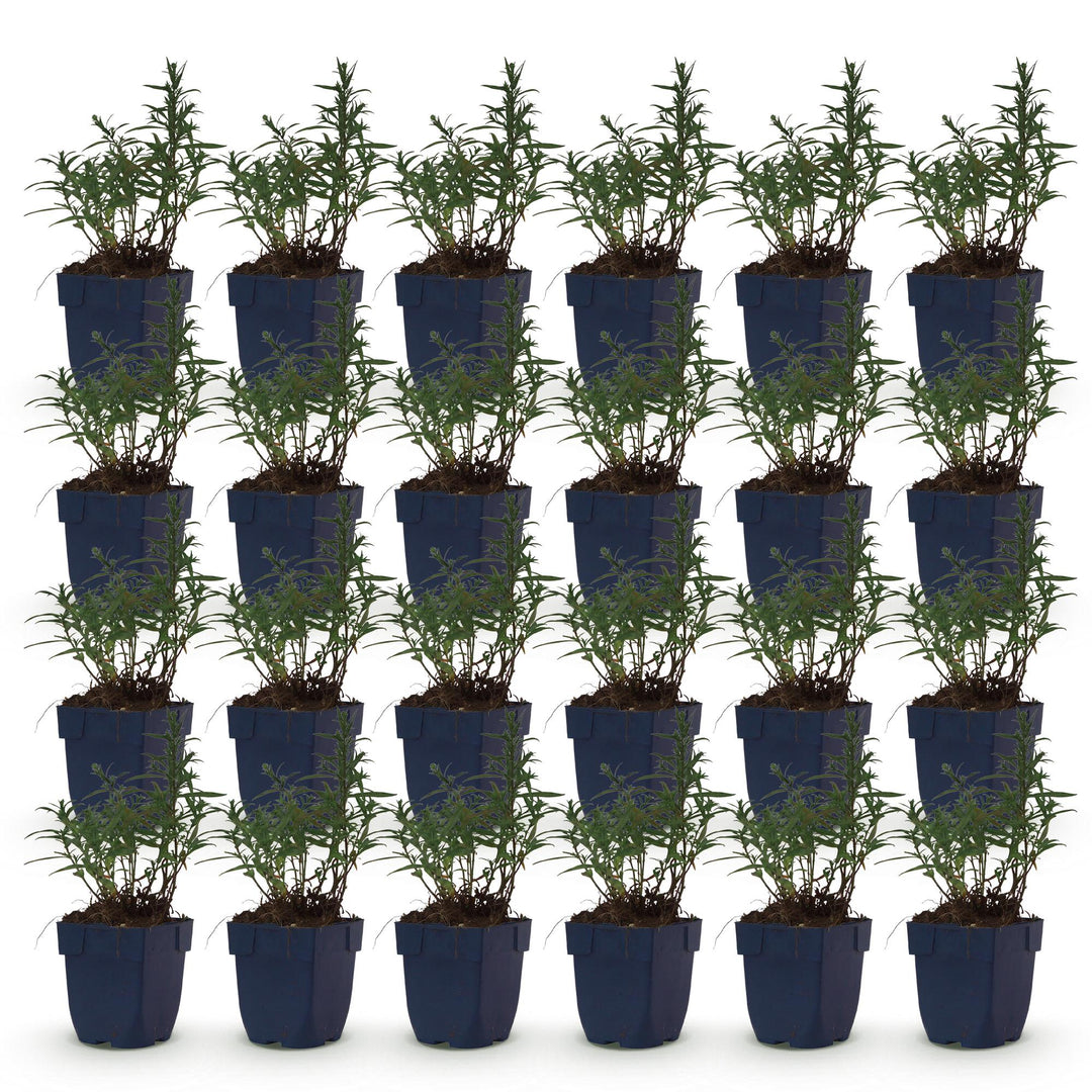 Plante vivace - Aster (D) Méditerranée - Aster de mer - Attire les abeilles et les papillons - Violet - 24 Plantes - Pot 11cm - Hauteur 15-25cm