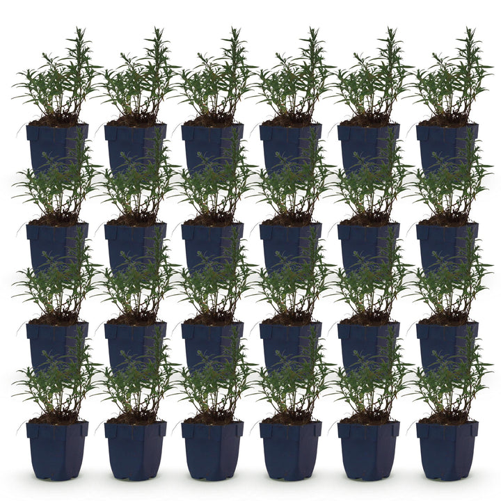 Plante vivace - Aster (D) Méditerranée - Aster de mer - Attire les abeilles et les papillons - Violet - 24 Plantes - Pot 11cm - Hauteur 15-25cm