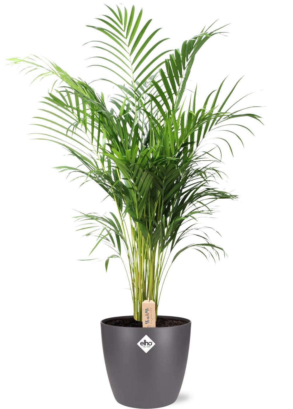 Areca Palm 110cm - Dypsis Lutescens with Pot - Indoor Plant