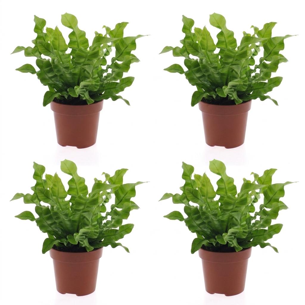 Asplenium Crispy Wave - Crispy Wave Fern - 4 Plants - Pot 12cm - Hoogte - 30cm
