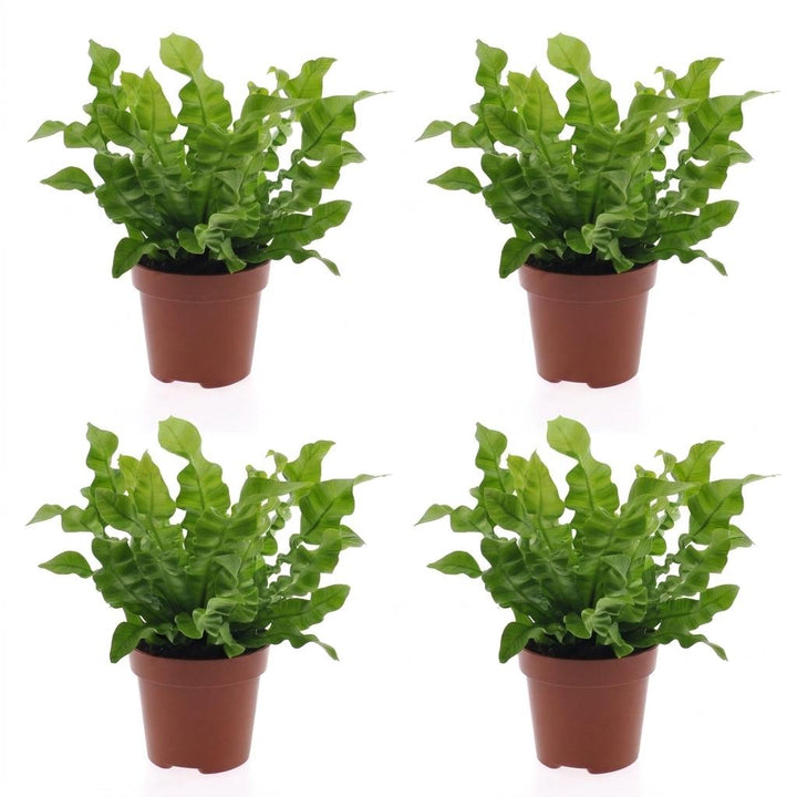 Asplenium Crispy Wave - Crispy Wave Fern - 4 Plants - Pot 12cm - Hoogte - 30cm