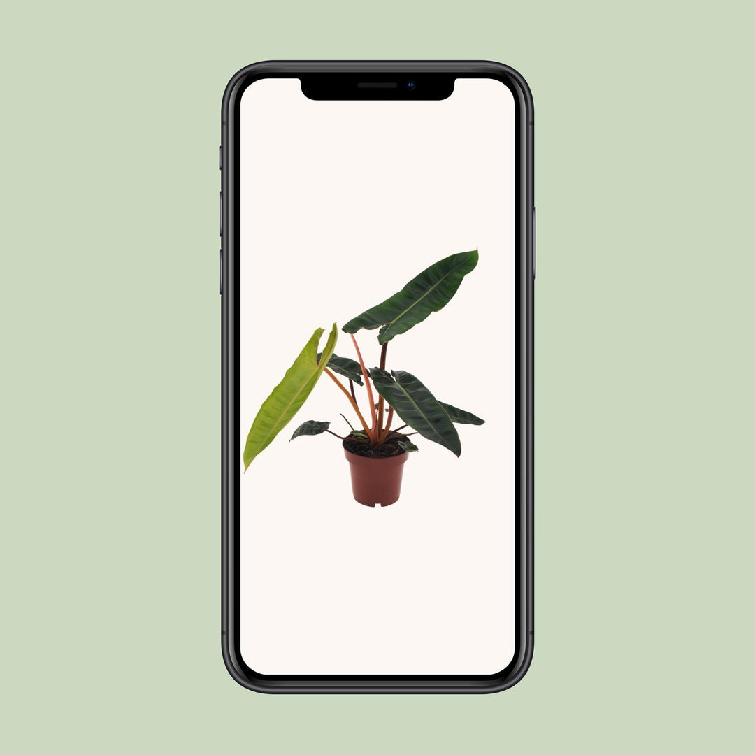 Philodendron Billietiae - 12cm Pot Indoor Houseplant Easy Care