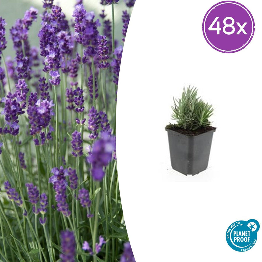 48 Dwarf Blue Lavender plants in black pots, each 10-25cm tall, by Everspring.