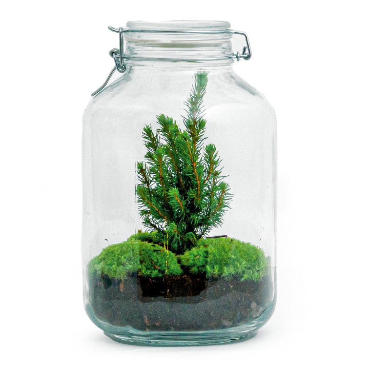 DIY Christmas terrarium kit, jar 18cm wide and 28cm tall, with mini conifer and moss - view 3