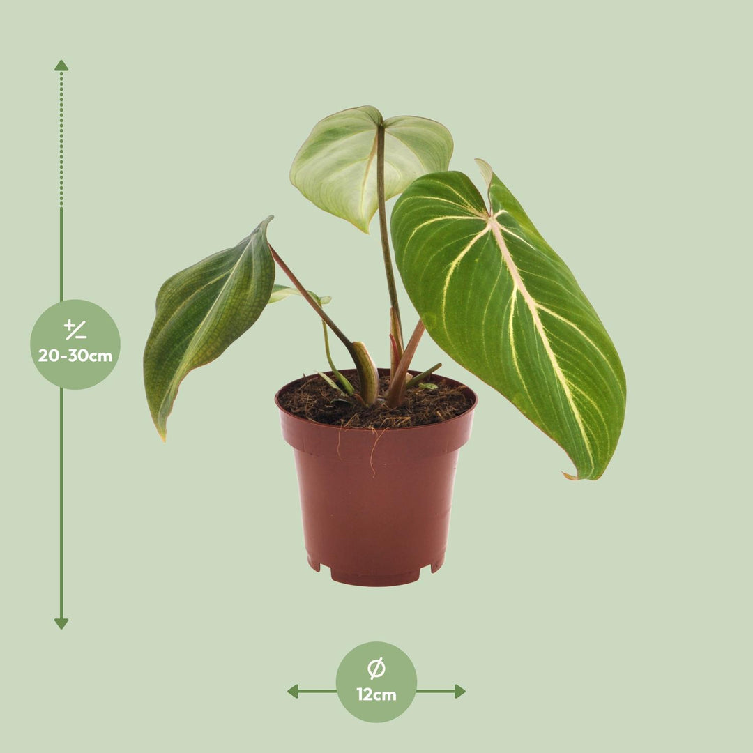 Philodendron Gloriosum - Velvety Heart-Shaped Leaves Indoor Plant