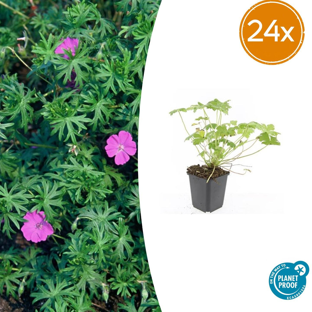 24x Geranium 'Tiny Monster' - ↕10-25cm - Ø9cm