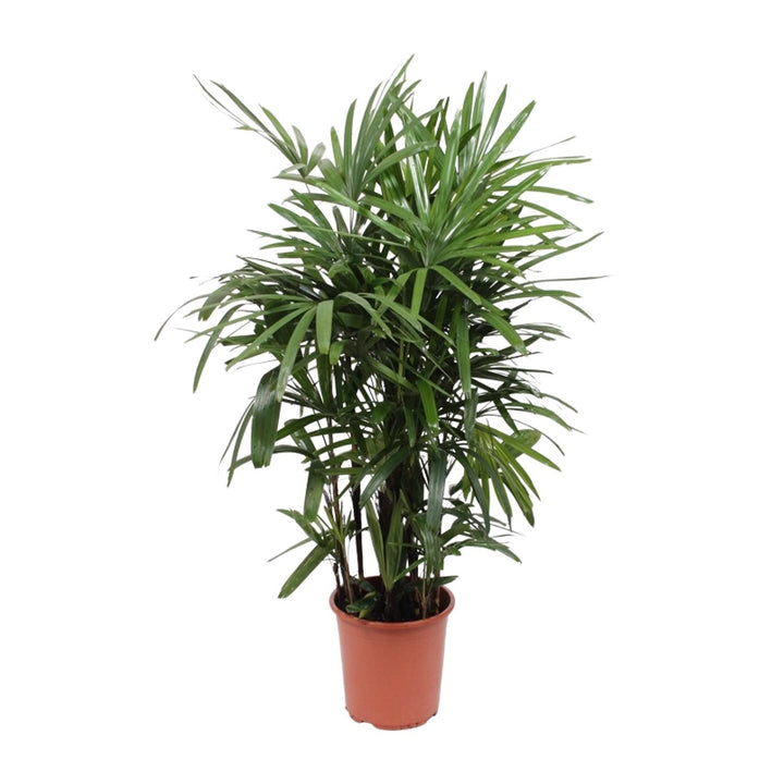 Green Rhapis Excelsa Lady Palm in a decorative pot, 120cm tall, by Everspring, ideal for indoor air purification.
