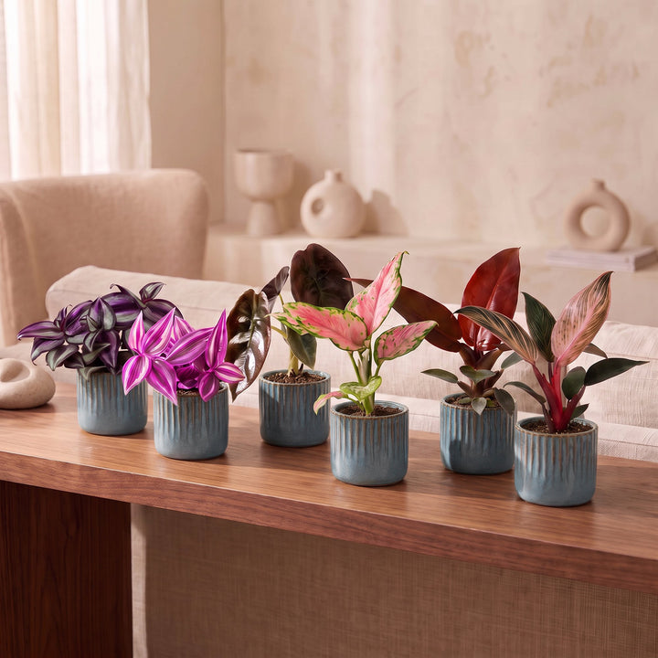 Baby Paradise Mix tropical houseplants, pack of 6, image 3