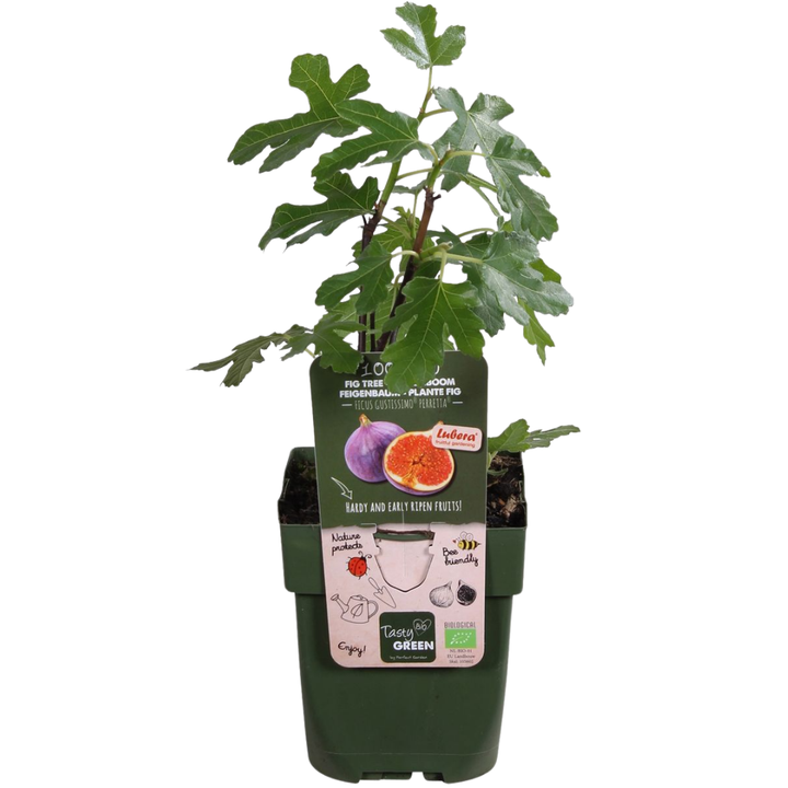 Organic Fig Trees for Sale - (Set of 6) Ficus carica Plants