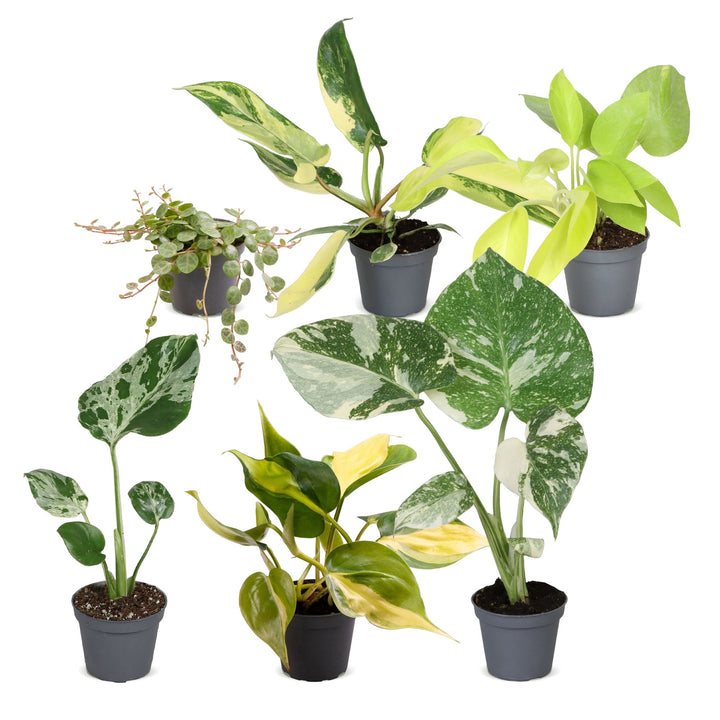 Baby Tropical Mix, six tropical houseplants in 6cm pots, image 2