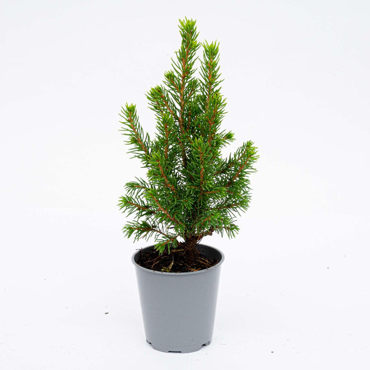 Title: 6x Mini Christmas Tree (Picea glauca 'Perfecta') – ↕15-20cm