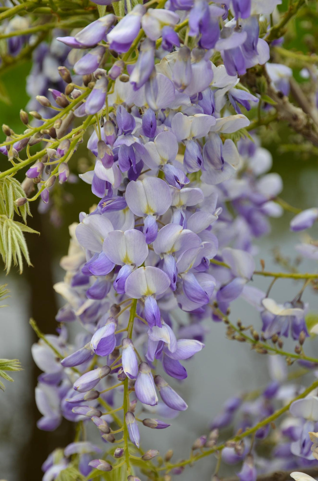 Blue-flowering Wisteria sinensis 'Caroline' climbing plants in 65cm pots, 2 pack by Everspring