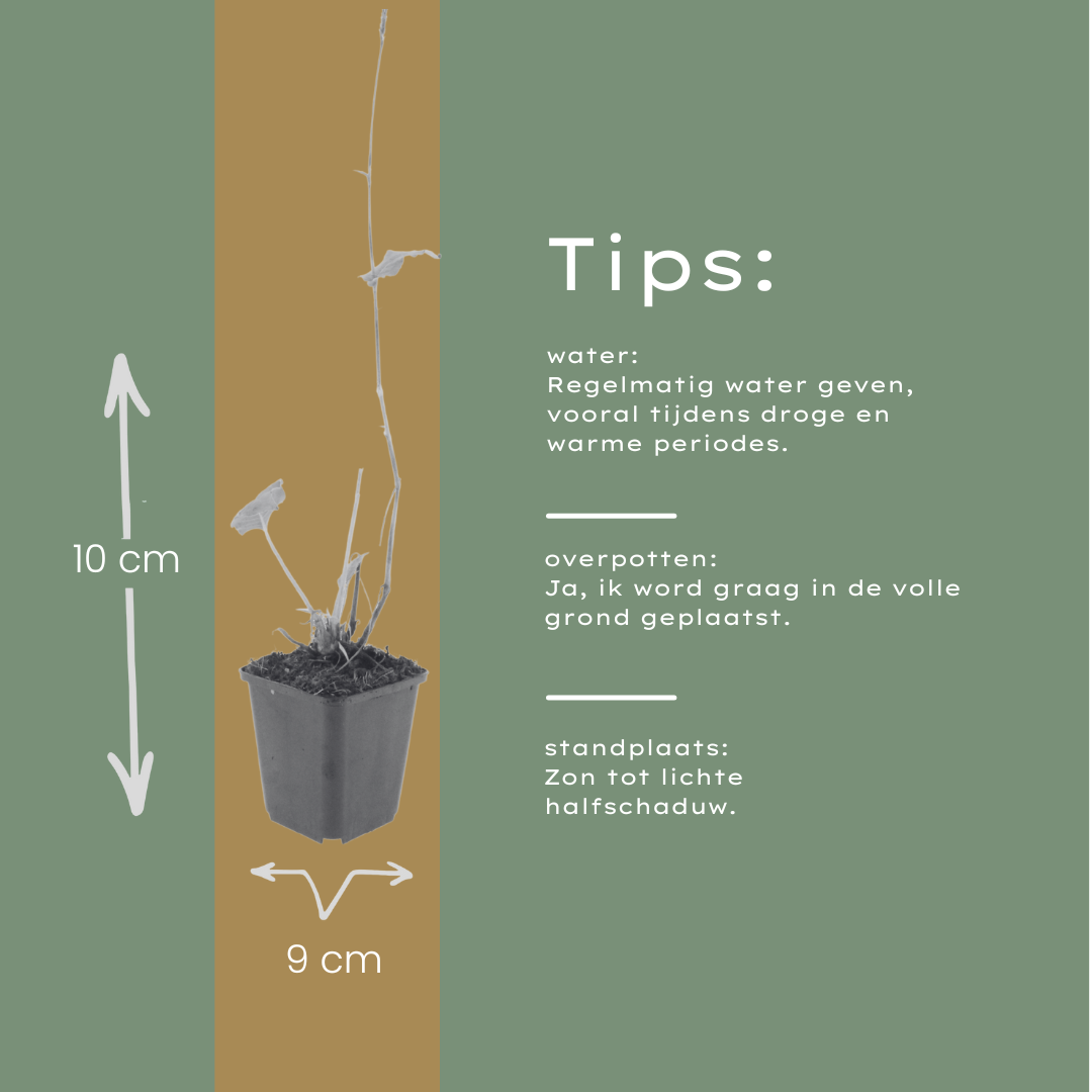 60x Persicaria Amplexicaulis 'Blackfield' - ↕10-25cm - Ø9cm