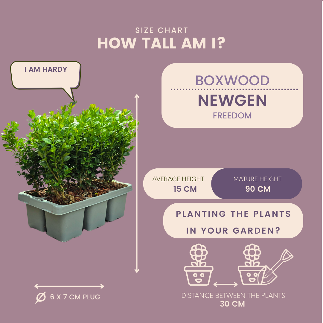 Buxus NewGen Freedom boxwood shrubs, pack of 48, image 6