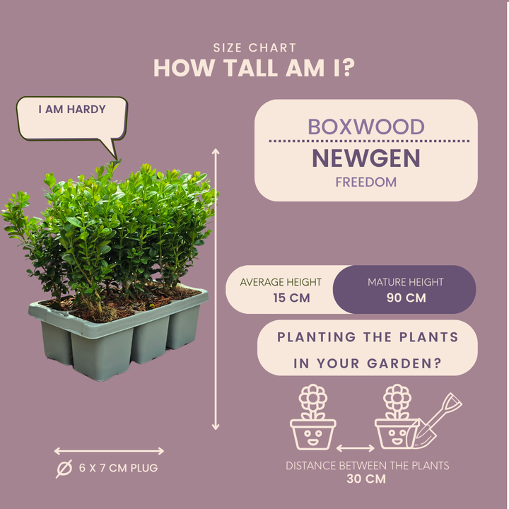 Buxus NewGen Freedom boxwood shrubs, pack of 48, image 6