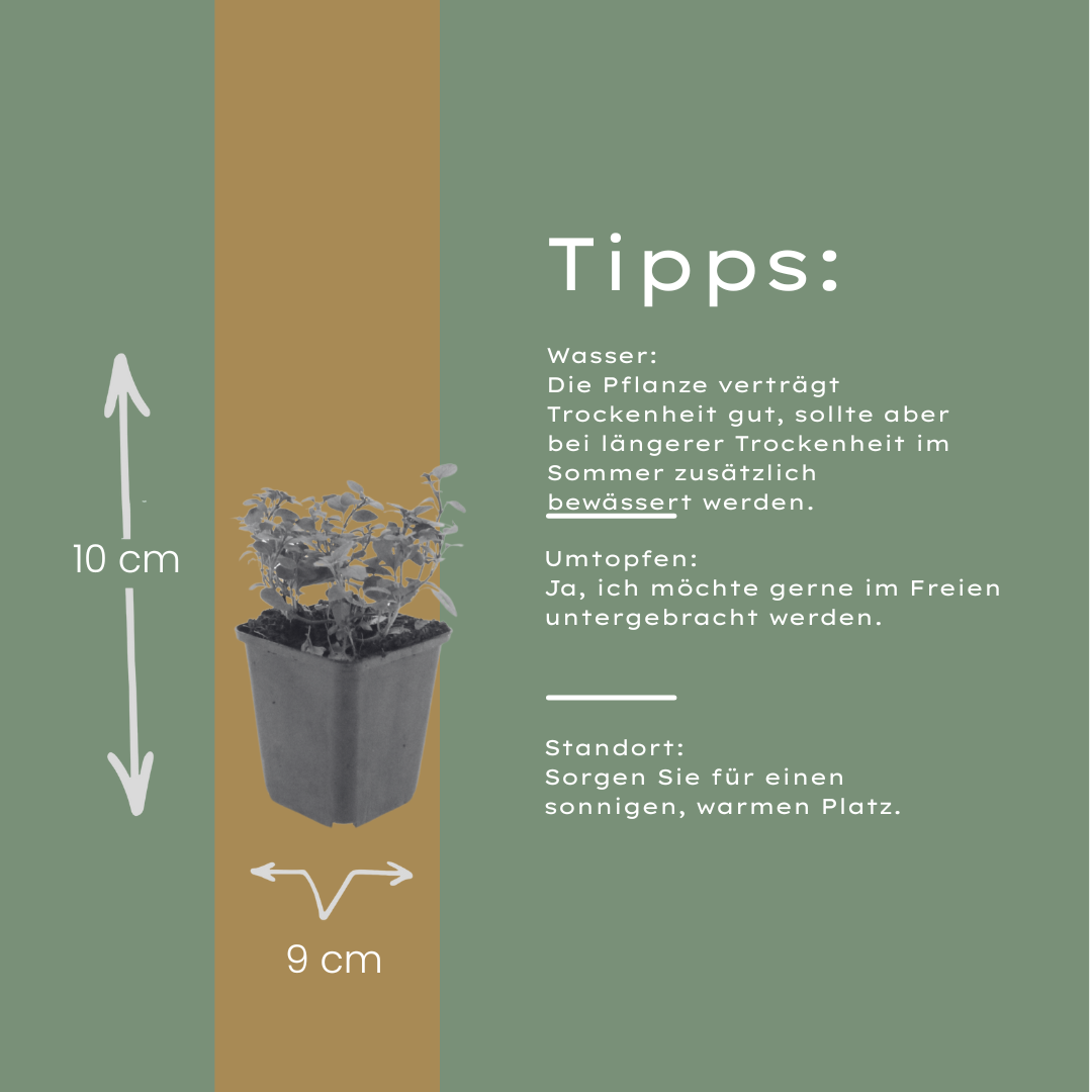 24x Origanum laevigatum 'Herrenhausen' - ↕10-25cm - Ø9cm