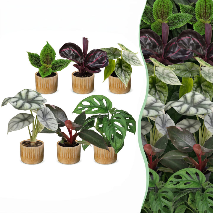 Baby Jungle Mix tropical houseplants, pack of 6