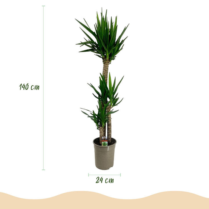 Yucca (Yucca elephantipes) - view 3