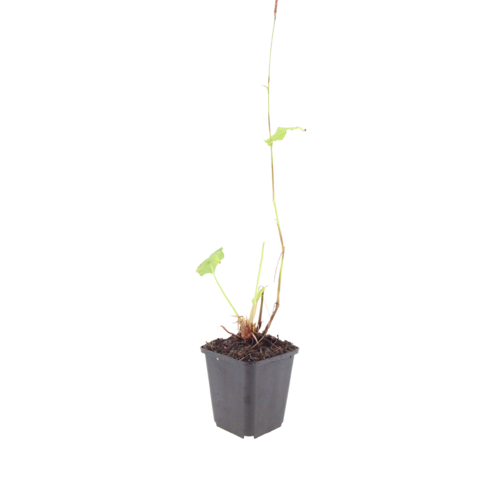 24x Persicaria bistorta 'Superba' - ↕10-25cm - Ø9cm