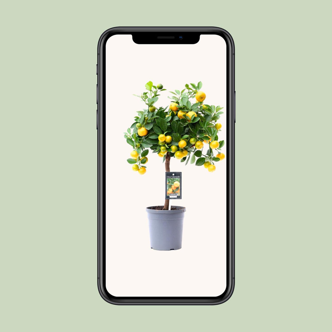 Green citrus plant with vibrant leaves in a decorative pot, ideal for sunny indoor spaces by Everspring.