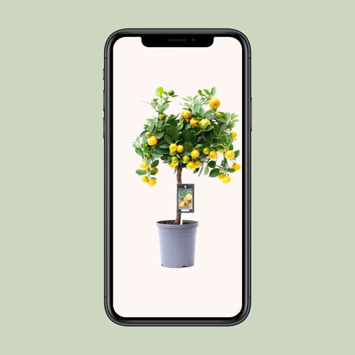 Green citrus plant with vibrant leaves in a decorative pot, ideal for sunny indoor spaces by Everspring.