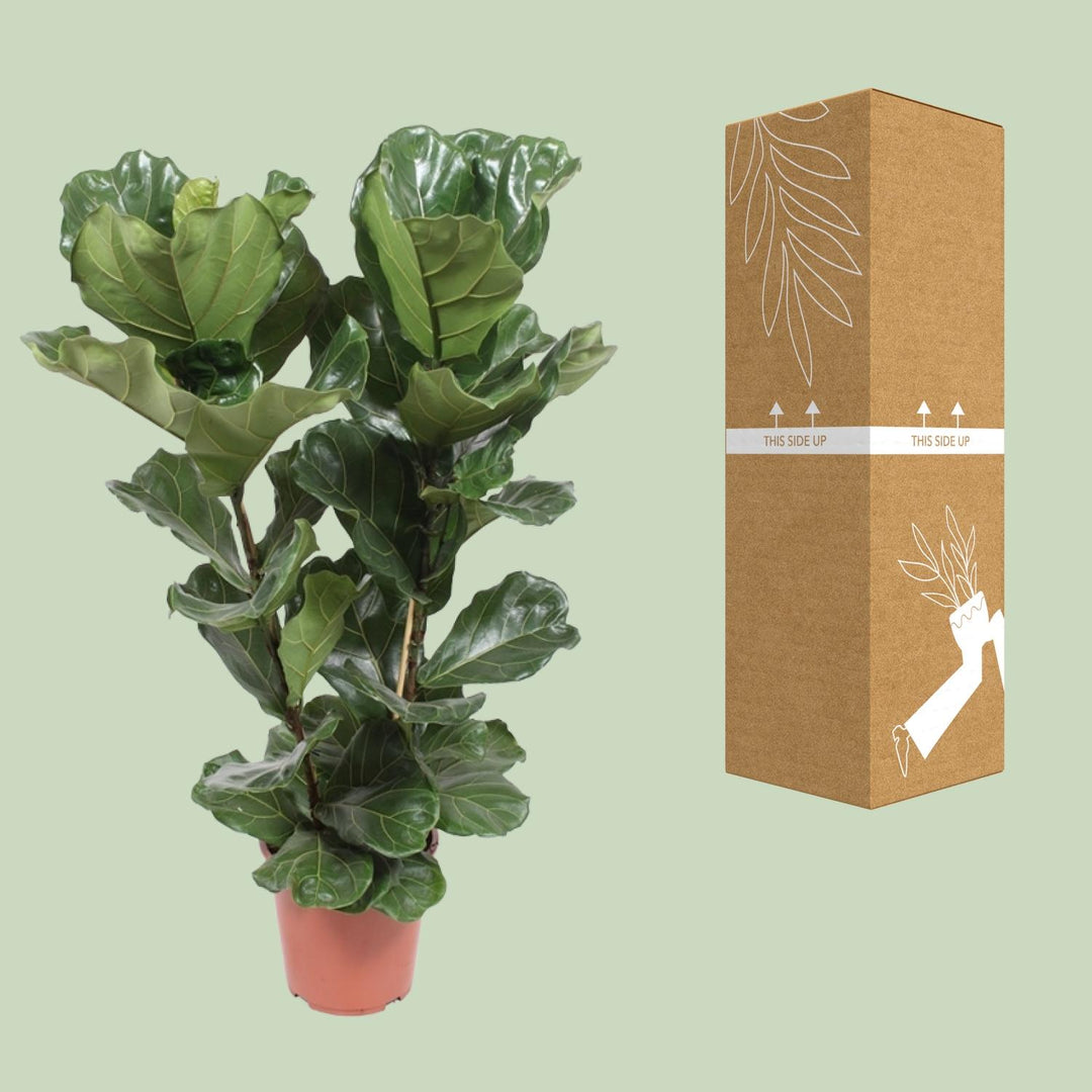 Fiddle Leaf Fig Plant - Ficus Lyrata 100cm Tall in 27cm Pot