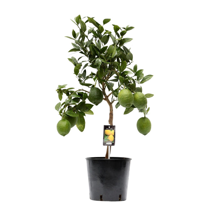 Citrus Lemon Tree 80cm - Indoor Plant Ø22cm Pot - Easy Care