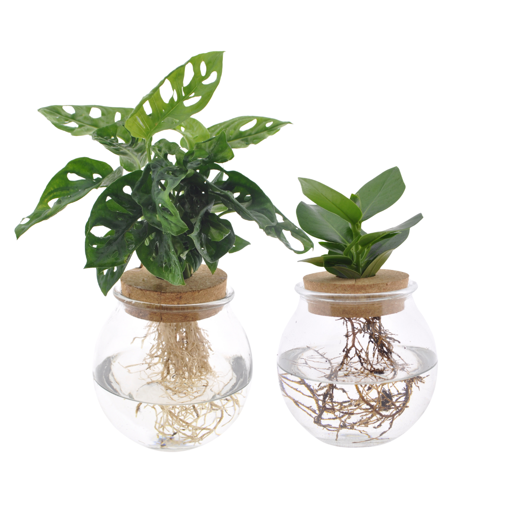 Hydroponic Plant Set - Monstera & Clusia Indoor Plants Water Growing Kit