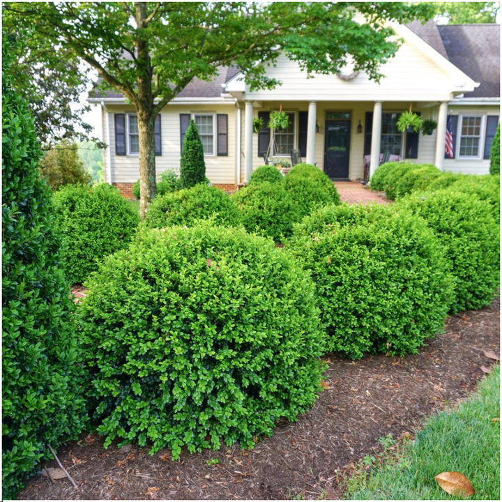 Buxus NewGen Freedom boxwood shrubs, pack of 48, image 4