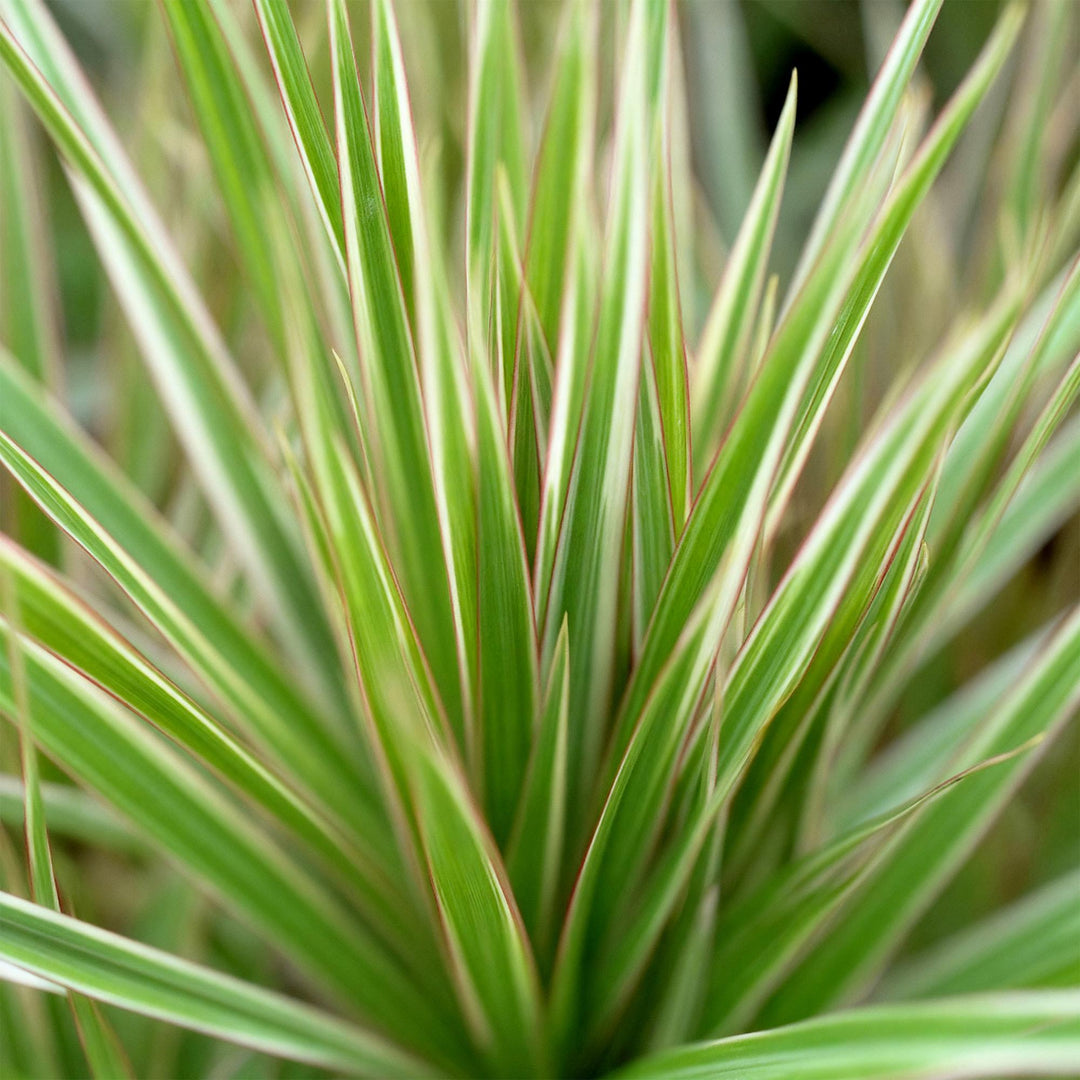 Dracaena 'Sunray' (Dracaena marginata 'Sunray'), detail view 4