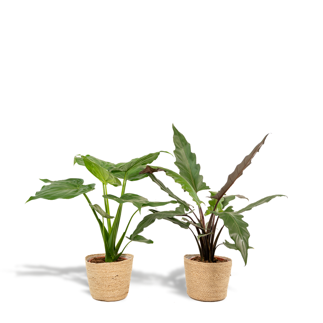 Alocasia Cucullata & Lauterbachiana Set - Air Purifying Plants