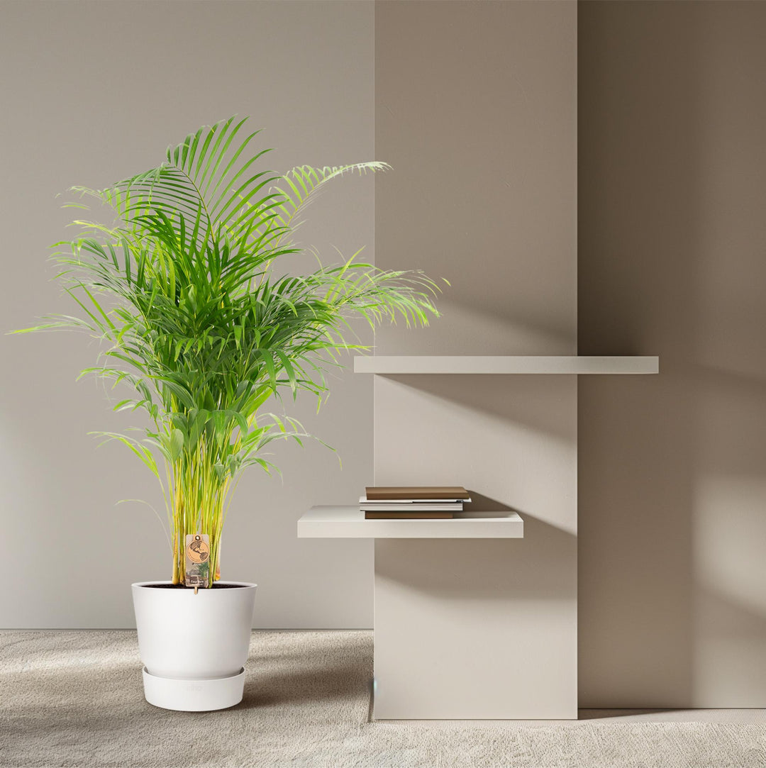 Areca Palm Plant 130cm - Air Purifying Indoor Houseplant