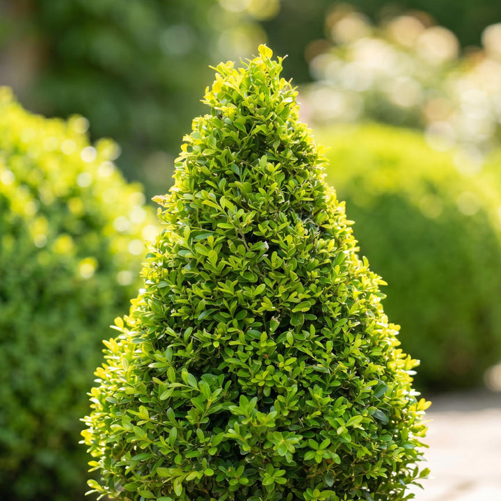 2 BetterBuxus Skylight box pyramids in 23cm pots - view 4