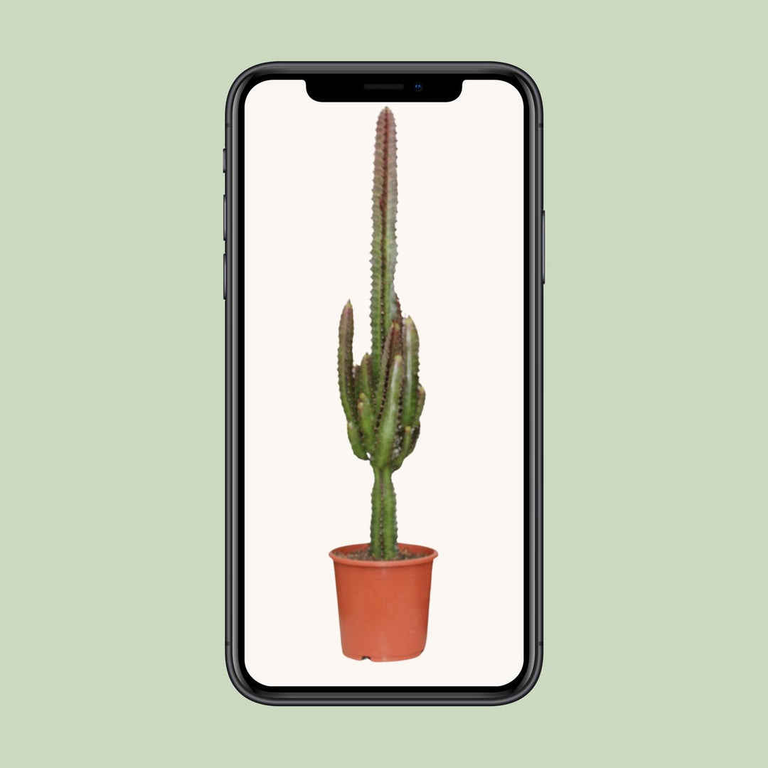Euphorbia Trigona Rubra 70cm — African Milk Tree in 17cm pot
