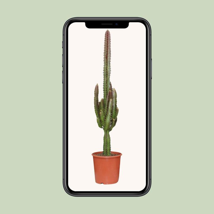 Euphorbia Trigona Rubra 70cm — African Milk Tree in 17cm pot