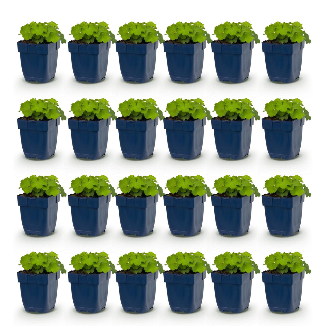 24x Alchemilla mollis Lady's Mantle plants in 11cm pots - view 2