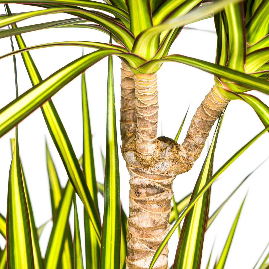 Dracaena Marginata Sunray with Basket Ø24cm | 130-150cm