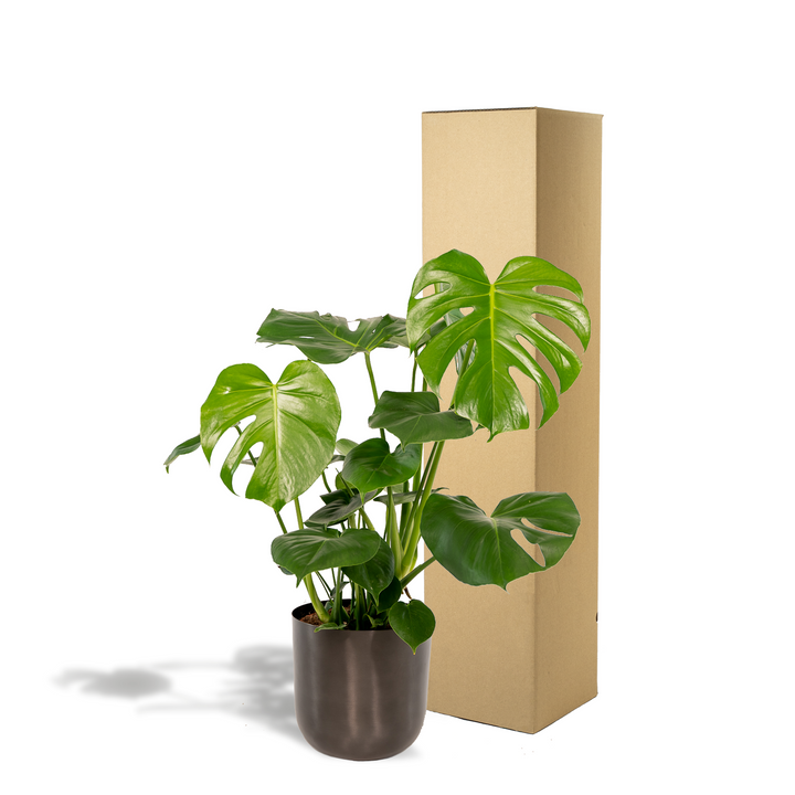 Monstera Deliciosa Swiss Cheese Plant 80cm - Air Purifying Houseplant