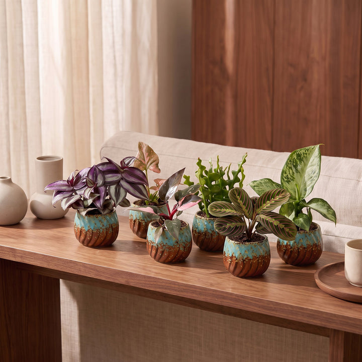 Baby Plants Surprise Box, pack of 6 tropical plants in 6 cm pots, image 3