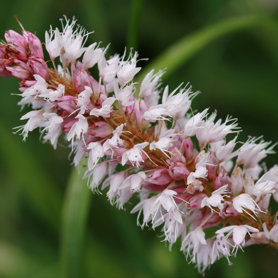 6x Persicaria aff. 'Superba' - ↕10-25cm - Ø9cm