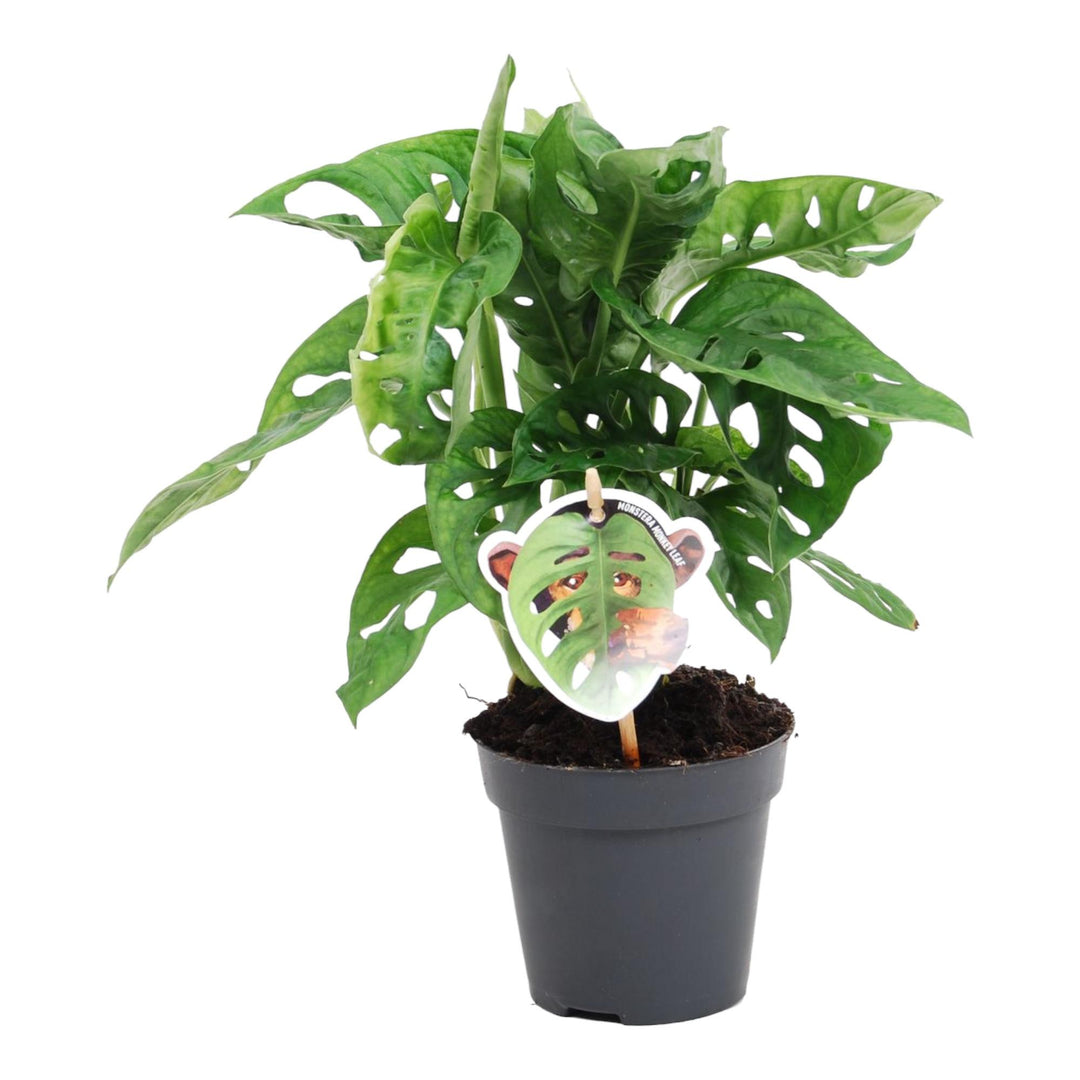 Monstera Obliqua Monkey Leaf Plant - 25cm Indoor Houseplant