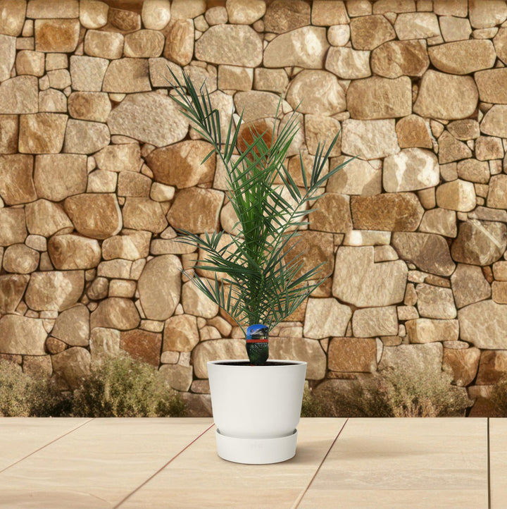 Green Phoenix Canariensis Canary Island Date Palm in a decorative pot, 80cm tall, by Everspring
